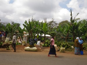 Day 1 - Banana Harvest